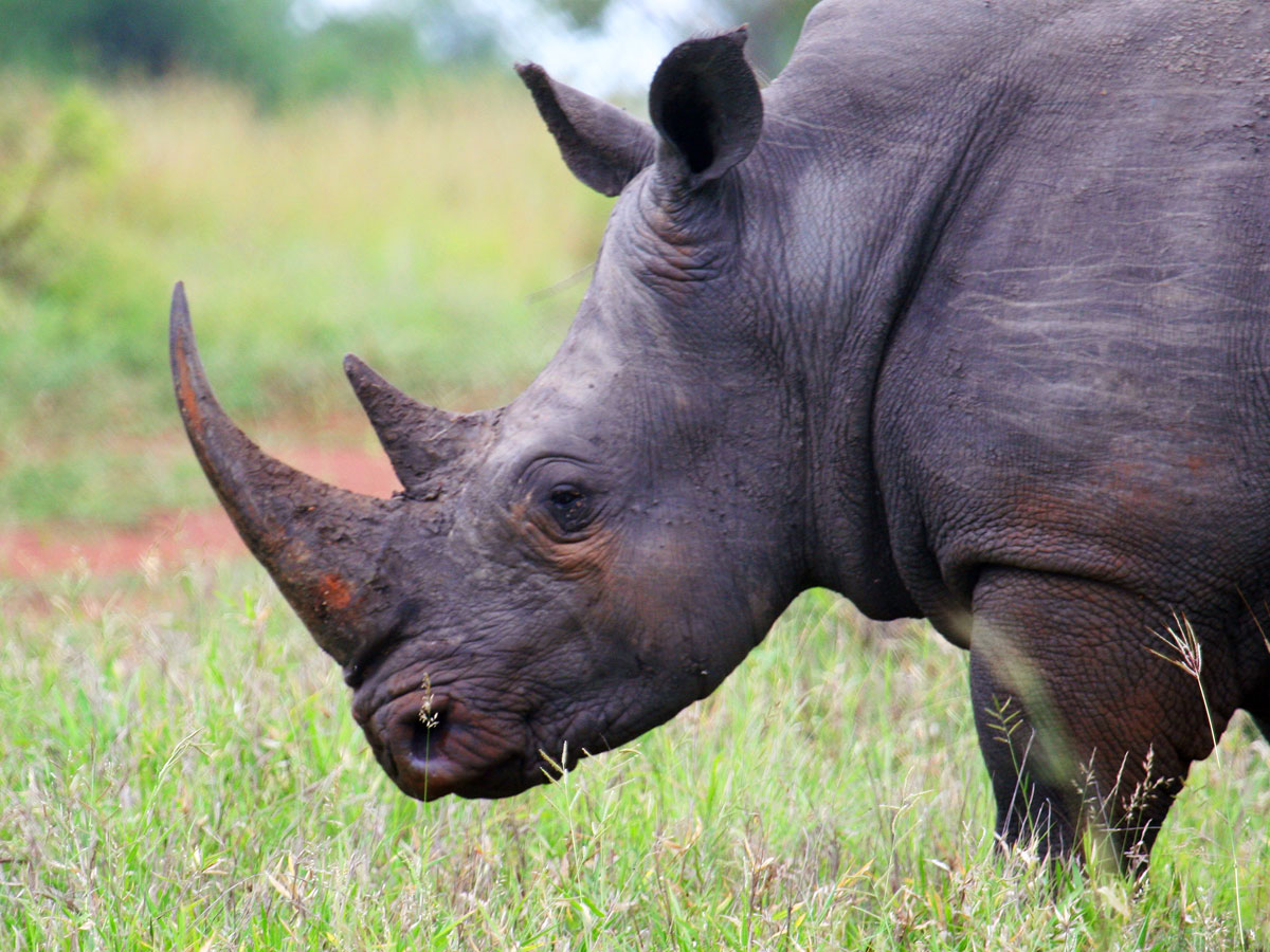 wp-content/uploads/itineraries/South Africa/20121121-safrica-honeyguide-safari-rhino-(11).jpg